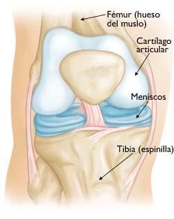 rodilla1 bicos